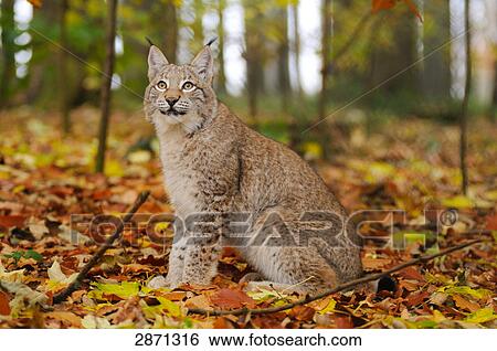 Stock Photograph - Bobcat (Lynx rufus) sitting in forest, Bavarian Forest National Park, Bavaria, Germany . Fotosearch