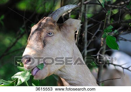 Stock Image - Boer goat eating . Fotosearch