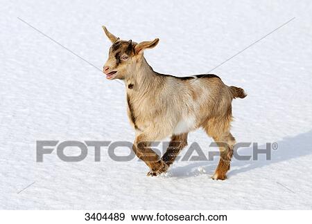 Boer goat kid running in snow, Franconia, Germany, elevated view View Large Photo Image Stock Photo - Boer goat kid running in snow, Franconia, Germany, elevated view . Fotosearch