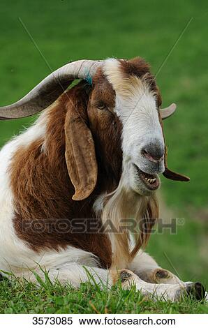 Boer goat lying in meadow View Large Photo Image Stock Photography - Boer goat lying in meadow . Fotosearch