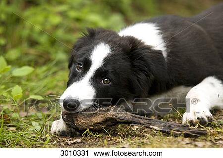 Border Collie biting a stick, surface level, close-up View Large Photo Image Stock Image - Border Collie biting a stick, surface level, close-up . Fotosearch