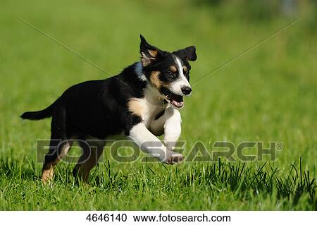 Stock Image - Border Collie puppy on meadow . Fotosearch