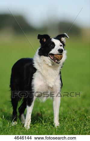 Border Collie with ball in mouth View Large Photo Image Picture - Border Collie with ball in mouth . Fotosearch