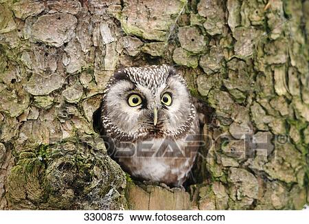 Boreal Owl (Aegolius funereus) looking out of a knothole, close-up View Large Photo Image Stock Photography - Boreal Owl (Aegolius funereus) looking out of a knothole, close-up . Fotosearch