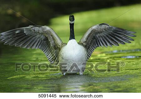 Stock Photography - Branta canadensis, Bavaria, Germany, Europe . Fotosearch