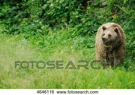 Brown bear, Bavarian Forest, Bavaria, Germany, Europe View Large Photo Image Stock Photograph - Brown bear, Bavarian Forest, Bavaria, Germany, Europe . Fotosearch
