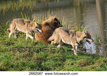 Stock Photo - Brown bear (Ursus arctos) and two Gray wolf (Canis lupus) at lakeside, Bavaria, Germany . Fotosearch