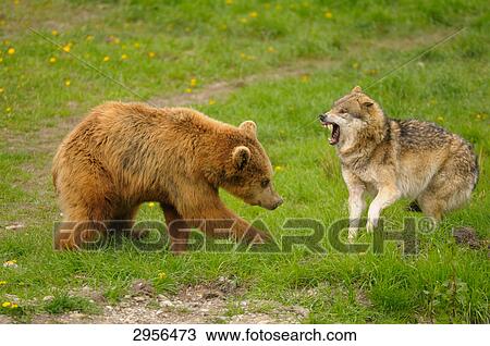 Stock Image - Brown bear (ursus arctos) and wolf (Canis Lupus) . Fotosearch
