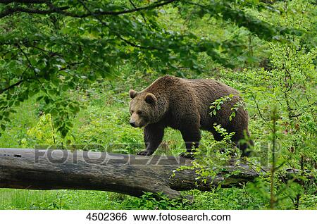 Stock Photograph - Brown bear, ursus arctos, Bavarian Forest, Germany, Europe . Fotosearch
