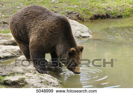Brown bear (Ursus arctos) by the waterside, National Park Bavarian Forest, Germany View Large Photo Image Stock Photo - Brown bear (Ursus arctos) by the waterside, National Park Bavarian Forest, Germany . Fotosearch