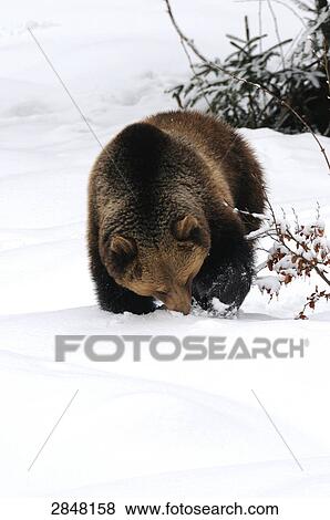 Stock Photo - Brown bear (Ursus arctos) foraging in snow, Bavarian Forest National Park, Bavaria, Germany . Fotosearch