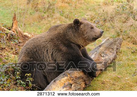 Brown bear (Ursus arctos) in forest, Bavarian Forest National Park, Bavaria, Germany View Large Photo Image Stock Image - Brown bear (Ursus arctos) in forest, Bavarian Forest National Park, Bavaria, Germany . Fotosearch