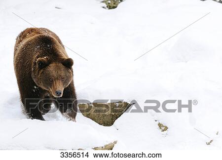 Brown bear (Ursus arctos) in the snow, Bavaria, Germany, elevated view View Large Photo Image Picture - Brown bear (Ursus arctos) in the snow, Bavaria, Germany, elevated view . Fotosearch