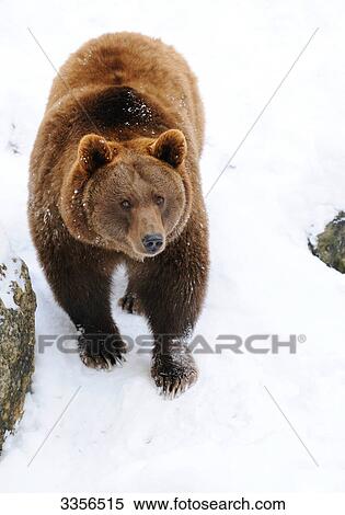 Stock Photography - Brown bear (Ursus arctos) in the snow, Bavaria, Germany, elevated view . Fotosearch