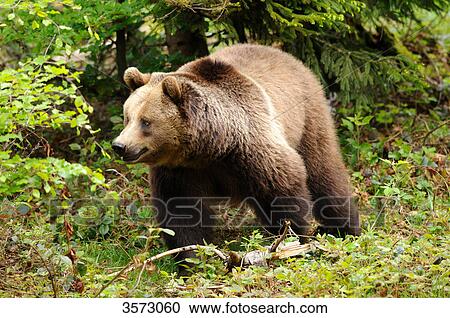 Brown Bear (Ursus arctos) in the Bavarian Forest, Germany View Large Photo Image Stock Image - Brown Bear (Ursus arctos) in the Bavarian Forest, Germany . Fotosearch