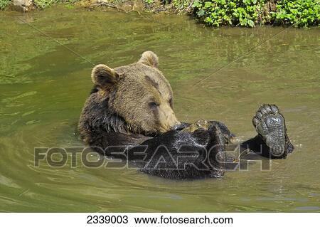 Stock Image - Brown bear (Ursus arctos) in water, Bavarian Forest National Park, Bavaria, Germany . Fotosearch