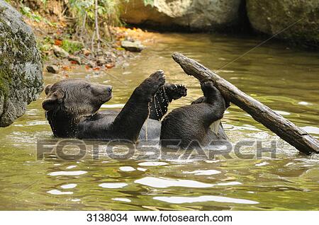Picture - Brown bear (Ursus arctos) lying in water, side view . Fotosearch