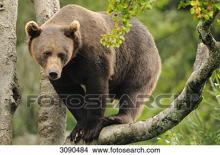 Brown bear, Ursus arctos View Large Photo Image Picture - Brown bear, Ursus arctos . Fotosearch