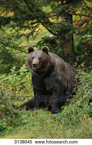 Brown bear (Ursus arctos) sitting in undergrowth, eye contact View Large Photo Image Stock Photography - Brown bear (Ursus arctos) sitting in undergrowth, eye contact . Fotosearch