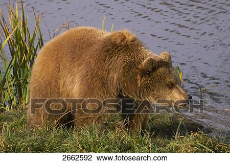 Stock Image - Brown bear (Ursus arctos) standing at lakeside . Fotosearch