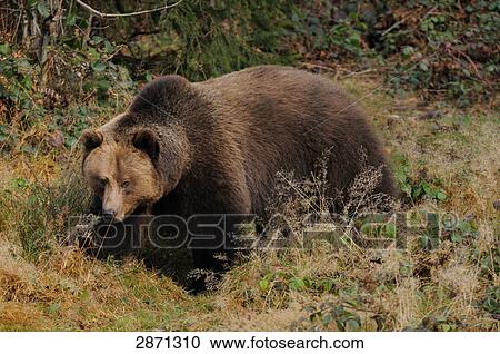 Brown bear (Ursus arctos) standing in forest, Bavarian Forest National Park, Bavaria, Germany View Large Photo Image Stock Image - Brown bear (Ursus arctos) standing in forest, Bavarian Forest National Park, Bavaria, Germany . Fotosearch