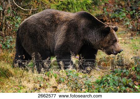 Stock Photo - Brown bear (Ursus arctos) standing in forest, Bavarian Forest National Park, Bavaria, Germany . Fotosearch