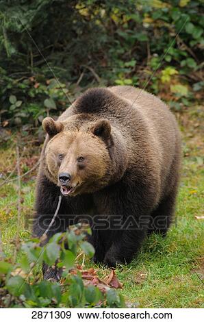 Brown bear (Ursus arctos) standing in forest, Bavarian Forest National Park, Bavaria, Germany View Large Photo Image Stock Photo - Brown bear (Ursus arctos) standing in forest, Bavarian Forest National Park, Bavaria, Germany . Fotosearch