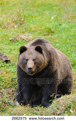 Brown bear (Ursus arctos) standing in forest, Bavarian Forest National Park, Bavaria, Germany View Large Photo Image Stock Photography - Brown bear (Ursus arctos) standing in forest, Bavarian Forest National Park, Bavaria, Germany . Fotosearch