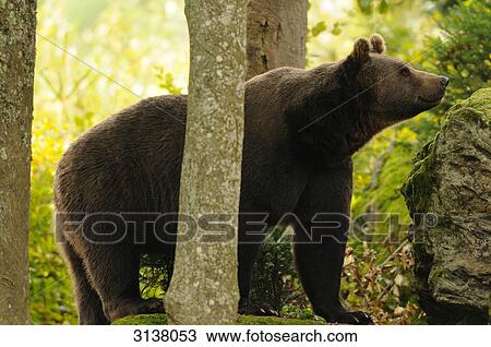 Brown bear (Ursus arctos) standing between tree trunks, side view View Large Photo Image Stock Image - Brown bear (Ursus arctos) standing between tree trunks, side view . Fotosearch