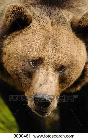 Brown bear, Ursus arctos View Large Photo Image Stock Image - Brown bear, Ursus arctos . Fotosearch