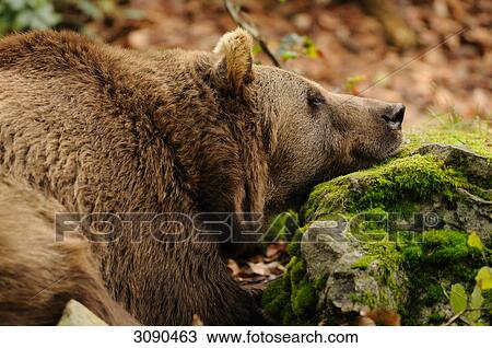 Brown bear, Ursus arctos View Large Photo Image Stock Image - Brown bear, Ursus arctos . Fotosearch