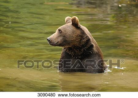 Brown bear, Ursus arctos View Large Photo Image Stock Image - Brown bear, Ursus arctos . Fotosearch