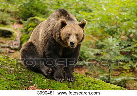 Brown bear, Ursus arctos View Large Photo Image Stock Image - Brown bear, Ursus arctos . Fotosearch
