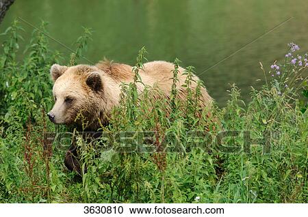 Stock Image - Brown Bear (Ursus arctos) . Fotosearch