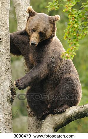 Brown bear, Ursus arctos View Large Photo Image Stock Photo - Brown bear, Ursus arctos . Fotosearch