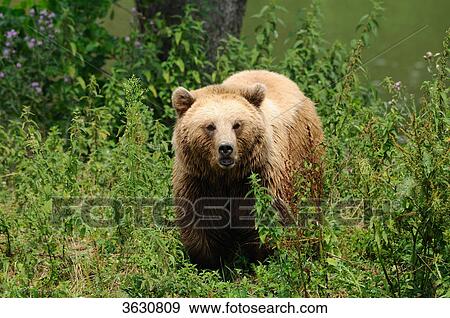 Brown Bear (Ursus arctos) View Large Photo Image Stock Photo - Brown Bear (Ursus arctos) . Fotosearch
