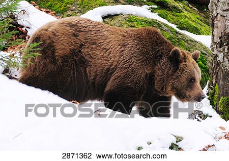 Brown bear (Ursus arctos) walking in forest, Bavarian Forest National Park, Bavaria, Germany View Large Photo Image Stock Image - Brown bear (Ursus arctos) walking in forest, Bavarian Forest National Park, Bavaria, Germany . Fotosearch