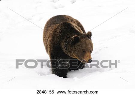 Brown bear (Ursus arctos) walking in snow, Bavarian Forest National Park, Bavaria, Germany View Large Photo Image Stock Photography - Brown bear (Ursus arctos) walking in snow, Bavarian Forest National Park, Bavaria, Germany . Fotosearch