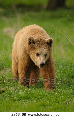 brown bear (Ursus arctos) walking through meadow, front view View Large Photo Image Stock Photo - brown bear (Ursus arctos) walking through meadow, front view . Fotosearch