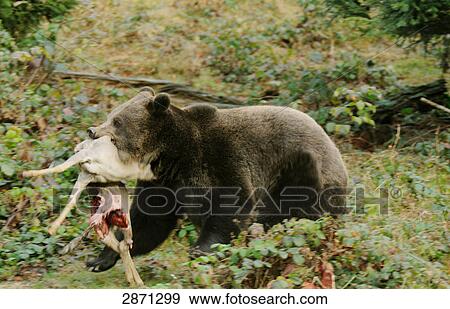 Stock Photo - Brown bear (Ursus arctos) walking with prey in its mouth in forest, Bavarian Forest National Park, Bavaria, Germany . Fotosearch