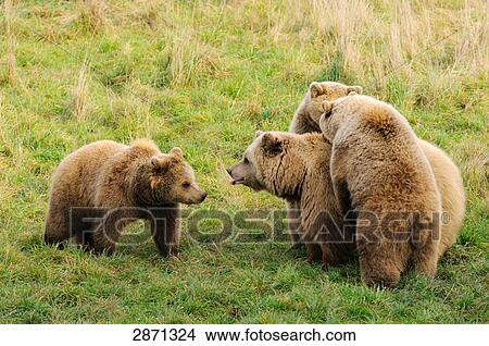 Picture - Brown bears (Ursus arctos) in forest, Bavaria, Germany . Fotosearch