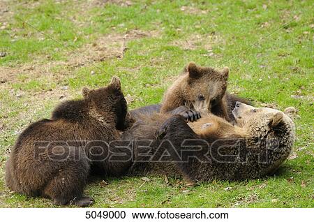 Brown bears (Ursus arctos) in National Park Bavarian Forest, Germany View Large Photo Image Stock Image - Brown bears (Ursus arctos) in National Park Bavarian Forest, Germany . Fotosearch