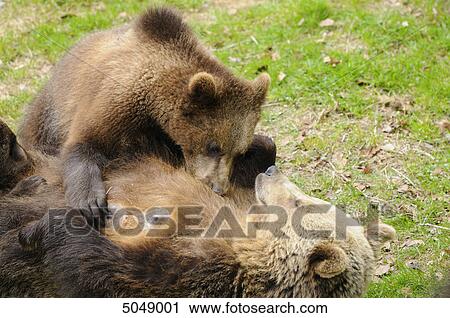 Brown bears (Ursus arctos) in National Park Bavarian Forest, Germany View Large Photo Image Stock Image - Brown bears (Ursus arctos) in National Park Bavarian Forest, Germany . Fotosearch