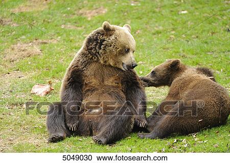 Brown bears (Ursus arctos) in National Park Bavarian Forest, Germany View Large Photo Image Stock Image - Brown bears (Ursus arctos) in National Park Bavarian Forest, Germany . Fotosearch