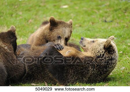 Brown bears (Ursus arctos) in National Park Bavarian Forest, Germany View Large Photo Image Stock Photo - Brown bears (Ursus arctos) in National Park Bavarian Forest, Germany . Fotosearch