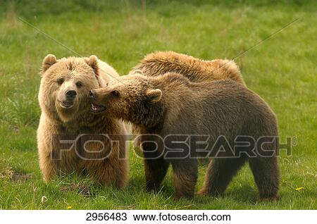 Brown bears (Ursus arctos) on meadow, sideviews View Large Photo Image Stock Image - Brown bears (Ursus arctos) on meadow, sideviews . Fotosearch