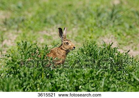 Brown Hare (Lepus europaeus) in cornfield View Large Photo Image Stock Image - Brown Hare (Lepus europaeus) in cornfield . Fotosearch