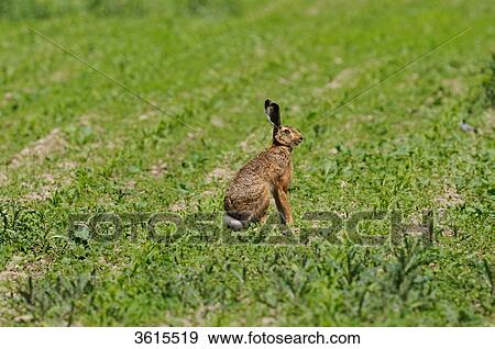 Brown Hare (Lepus europaeus) in cornfield View Large Photo Image Stock Photo - Brown Hare (Lepus europaeus) in cornfield . Fotosearch