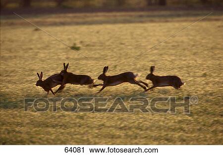 Brown Hares (Lepus europaeus) running in field, Germany View Large Photo Image Stock Image - Brown Hares (Lepus europaeus) running in field, Germany . Fotosearch