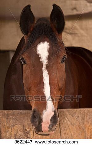 Stock Photo - Brown horse in stable, portrait . Fotosearch